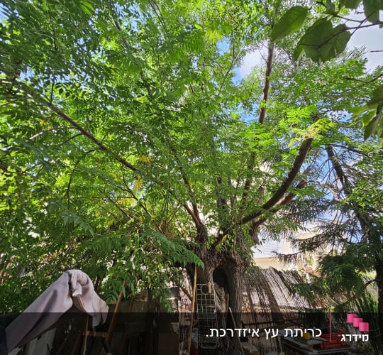 עץ גדול עם ענפים ירוקים, סולם וכלי גינון